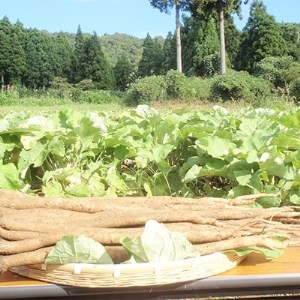 [能登伝統野菜]　沢野ごぼう茶　3袋【1039422】