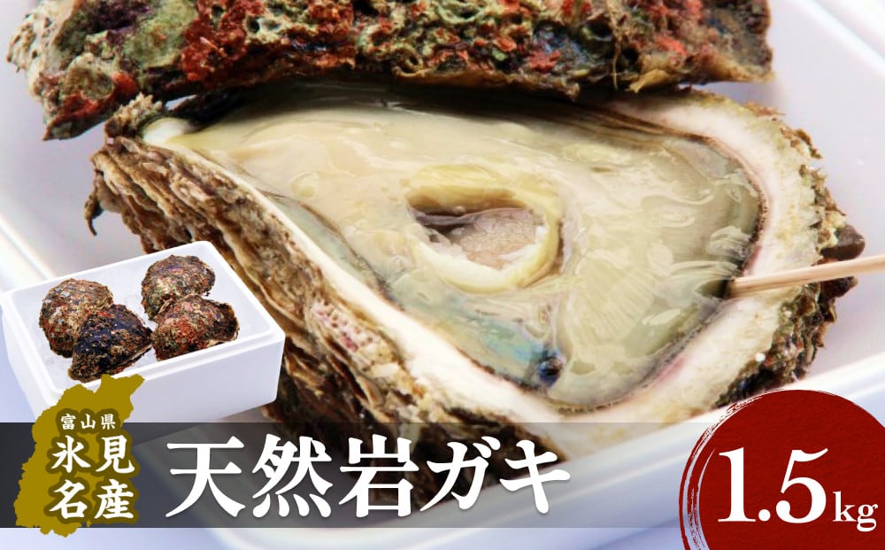 
            【冷蔵便】生食可能！ 氷見産 天然岩ガキ 1.5kg（3-5個入） 
          