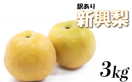 （訳あり）中野農園 梨 ”新興梨” 3kg箱｜鳥取 岩美 梨 なし ナシ 赤梨 果物 フルーツ※お届けは2026年11月以降【41049】