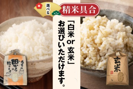 【先行予約】【令和6年産・新米】定期便 ≪3ヶ月連続お届け≫ 【選べる精米具合】 ハナエチゼン20kg×3回 計60kg ～本原農園からまごころコメて～（玄米）【2024年9月上旬以降発送予定】 [G