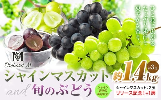 〈プラスワン企画実施中〉 シャインマスカット 2房 (約500g～600g×2房)＋お試しぶどう 1房（約200g）Orchard M《8月中旬-10月上旬頃出荷》熊本県 長洲町 シャインマスカット ぶどう マスカット 果物 フルーツ スイーツ デザート