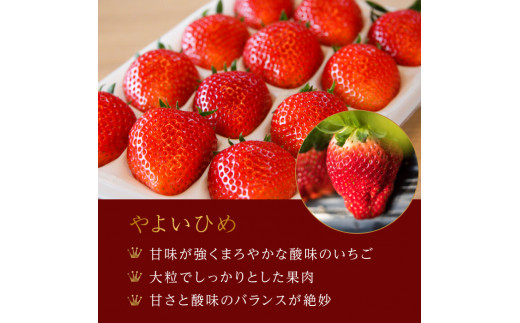 【1月発送】村田さん家のいちご 【3種食べ比べセット】 (1箱12～15粒） イチゴ 苺 白いちご 淡雪 ジューシー とちおとめ 大粒 甘い やよいひめ 紅白 お祝い 贈答 にも オススメ 苺 村田さん家のいちご 村田農園 茨城県 鉾田市