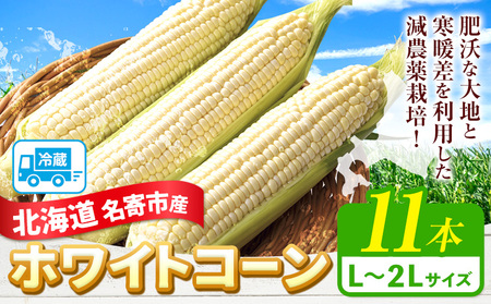 【先行予約】令和6年産 北海道名寄産ホワイトコーン L～2Lサイズ11本 | 北海道 とうもろこし トウモロコシ Lサイズ 2Lサイズ 夏野菜 お取り寄せ 旬 もぎたて 新鮮 産地直送 甘い 糖度 11本 冷蔵 ※2024年8月中旬～9月中旬頃に順次発送予定