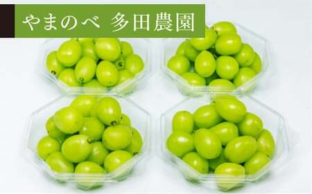 《先行予約》シャインマスカット ダイヤパック 250g×4パック やまのべ多田農園のぶどう ブドウ F21A-313