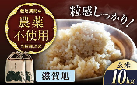 【先行予約】令和8年産 新米 滋賀旭 10kg 玄米 [AQCP041]