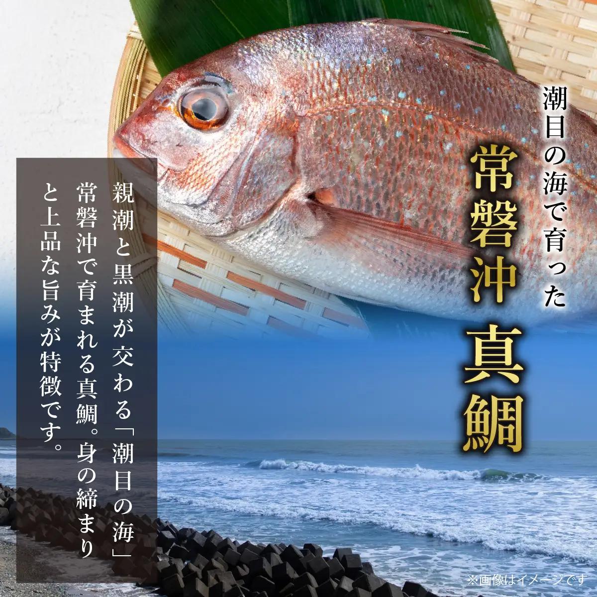 常磐沖の黒潮が育てた真鯛のしゃぶしゃぶ_魚介・海産物 鯛 鮮魚 たい タイ  惣菜・加工品 魚 鍋 なべ ナベ_【配送不可地域：離島】【1211889】