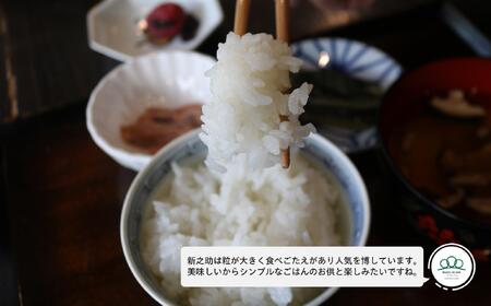 【令和7年新米予約】精米10kg 南魚沼産新之助（5kg×2袋）【令和7年10月中旬から順次発送予定】農家直送_AG
