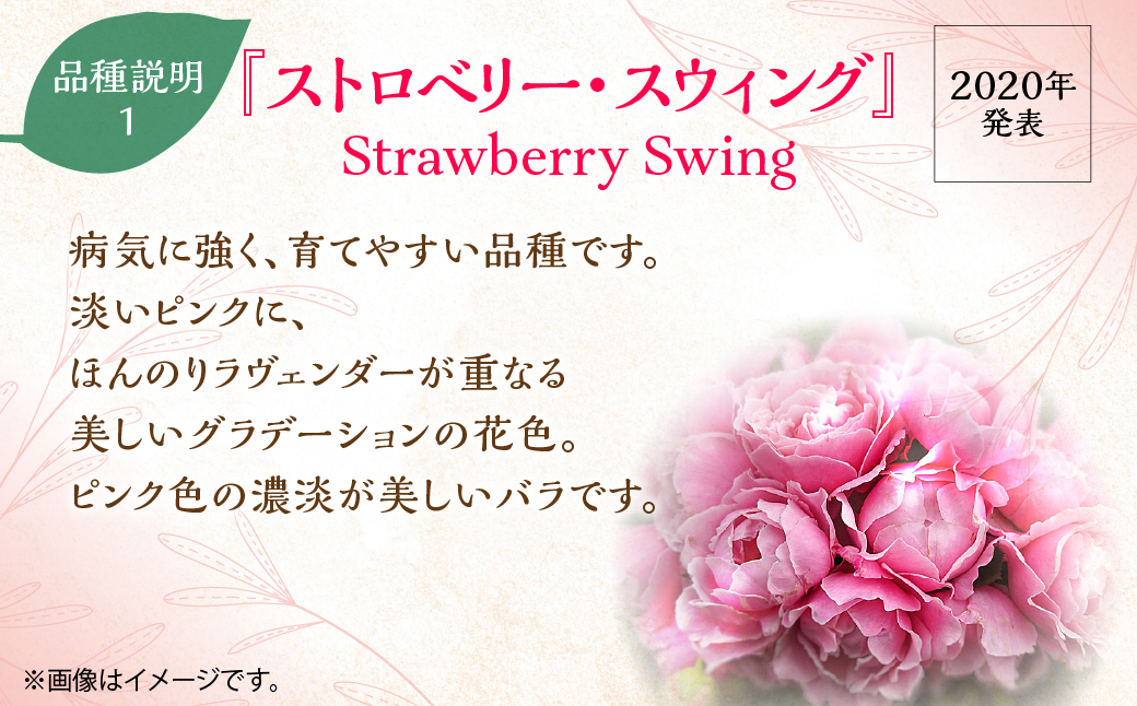 Apple Rosesバラ苗『ストロベリー・スウィング』新苗育成苗6号ポット植え 	HNNH021