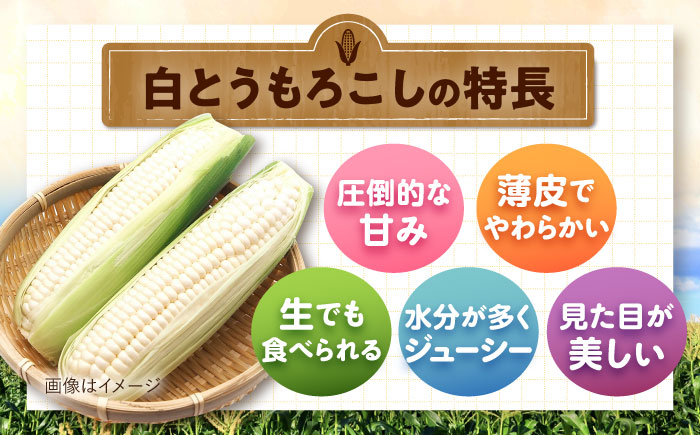 【2026年8月下旬以降順次発送】 とうもろこし 白（白）5kg  |  とうもろこし とうきび トウモロコシ コーン 野菜 やさい 北海道 産地直送 |  道の駅 真狩フラワーセンター [BPAM0