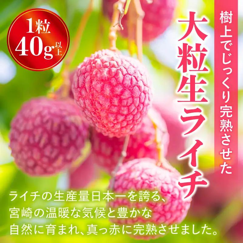 ライチ 9玉 ライチ [2026年発送 宮崎市産 生ライチ 1玉40g以上]
