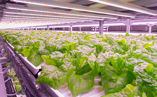 定期便 3ヶ月連続 植物工場で育てた5種のレタス食べくらべセット 10パック  野菜 セット 詰め合わせ 詰合せ 食品 F23R-785