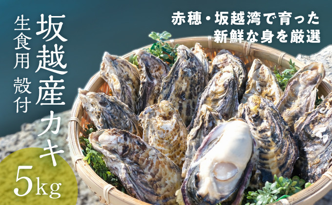
            【2026年1月上旬より出荷開始】メディアでも話題の生食用カキ！赤穂・坂越湾で育った新鮮な身を厳選(坂越産カキ 生食用 殻付5kg)[ 牡蠣 冬牡蠣 ] 魚介類 
          