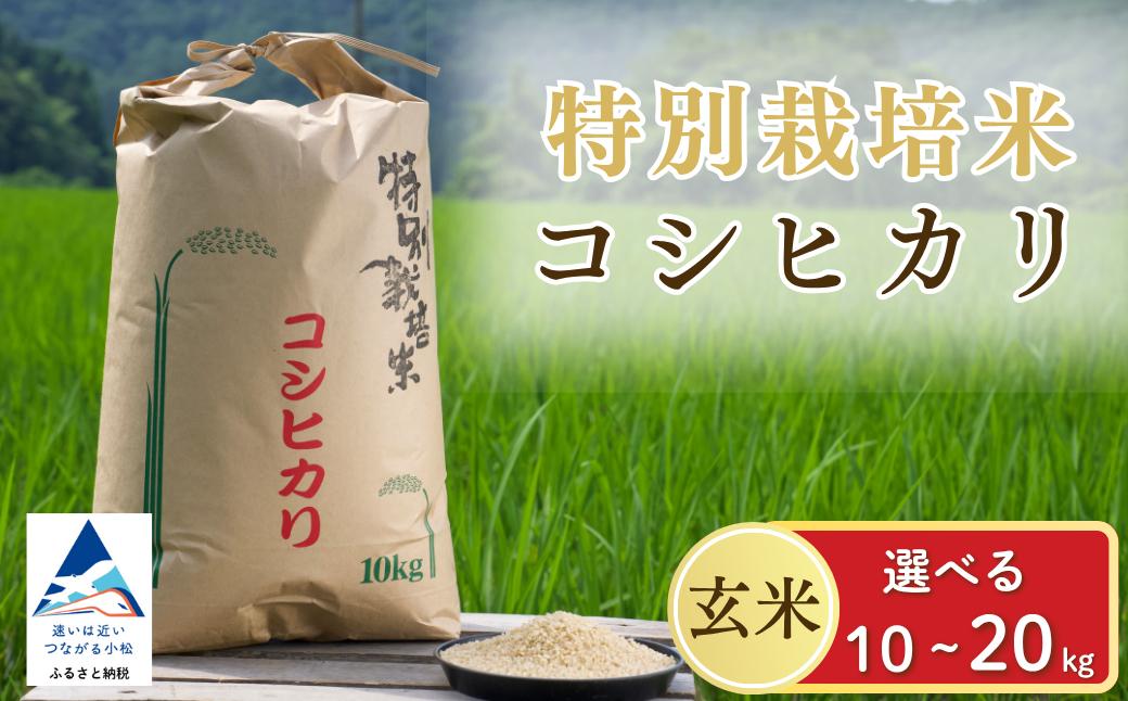 
            【令和7年産先行予約】げんき米 コシヒカリ 玄米 選べる 10kg / 20kg 米 こめ お米 石川県産 小松市産【エコファーム北陸】
          