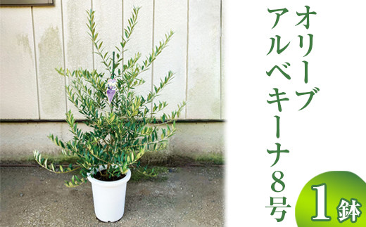 
                  オリーブ アルベキーナ8号 ※離島への配送不可 | 観葉植物 植物 グリーン オリーブの木 アルベキーナ 室内 苗 鉢植え シンボルツリー ギフト 贈答 贈り物 プレゼント お中元 お歳暮 直送 農家直送 茨城県 古河市 送料無料 _BZ13
                