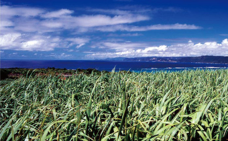 奄美黒糖焼酎 長期樫樽貯蔵「黄金財宝」1.8L(一升瓶)×2本