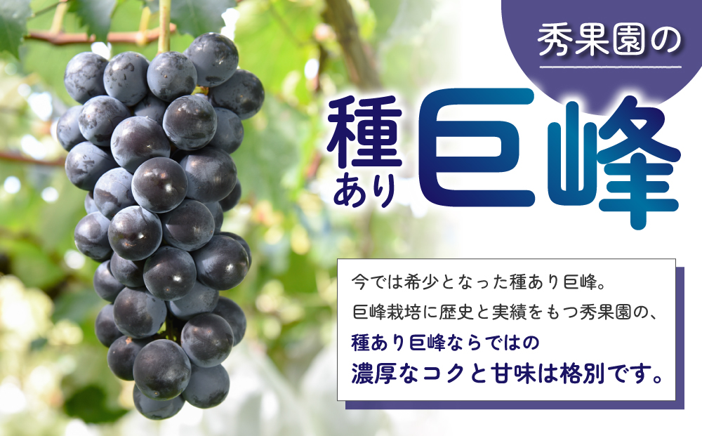 【先行受付2025年発送】種あり巨峰2kg（4~6房）｜秀果園　※2025年9月～10月順次発送予定