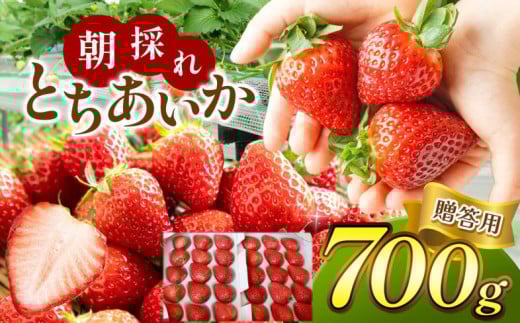 【2026年先行予約】【贈答用】朝採れいちご とちあいか 700ｇ｜いちご 新鮮 贈答用 高級 いちご ふるさと納税 人気 数量限定 いちご 苺 農家直送 果物 いちご 内容量 700g 10,000 10,000円 旬 フルーツ 果物 美味しい 苺 いちご ボリューム スイーツ いちご 朝採れ 新鮮  真岡市 栃木県 送料無料