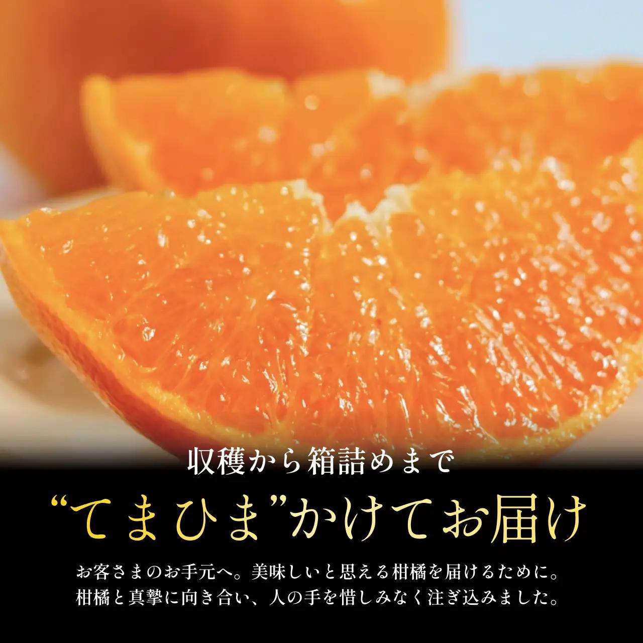 【先行受付】五代目が厳選した「柑橘の大トロ せとか」10kg【H70-116】【1683916】 YWTK115
