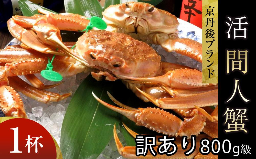 
【訳あり！！幻のズワイ蟹】京丹後産　活間人蟹　鮮度抜群、活きたままお届け！！ 800g級（足1本落ち）×1杯
