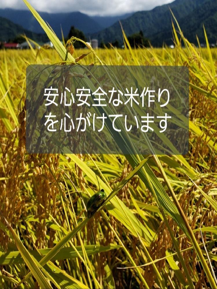 【令和６年産新米予約】【お米定期便/全１２回】南魚沼産コシヒカリ　　無洗米５ｋｇ