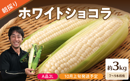 《先行予約》朝採りホワイトショコラ約3kg・A品2L・7～9本程度 【2024年10月上旬頃～発送予定】【山形とうもろこし・大江町産・明石農園】 027-005