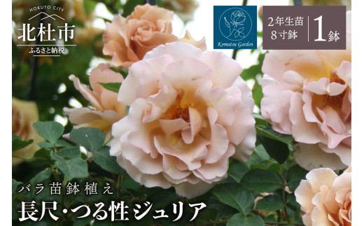 【2026年7月発送】バラ苗鉢植え「長尺・つる性ジュリア」　 バラ 苗 鉢植え 弱い返り咲 8寸鉢 2年生苗 ガーデニング 母の日 父の日