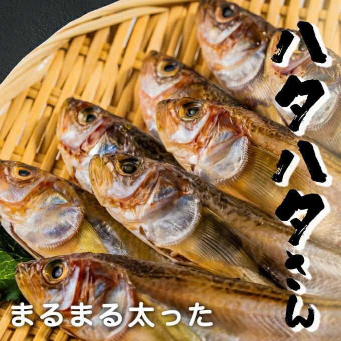 【ふるさと納税】丸々太ったハタハタさん。ハタハタ 一夜干し 丸干し お取り寄せ 産地直送 食品 干物 食べ物 おつまみ 魚貝類 干物 贈り物 プレゼント 家庭用 myz02 myz11 myz17
