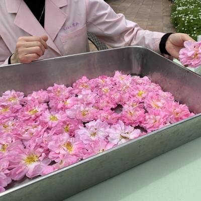 ふるさと納税 茅野市 蓼科高原からお届けする薔薇化粧水(オールドローズローションD)120mL |  | 03