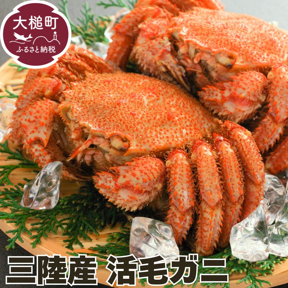 【令和8年発送】【期間限定2026年3月～5月発送】三陸産 活毛ガニ（約450g相当×2杯）【配送日指定不可】