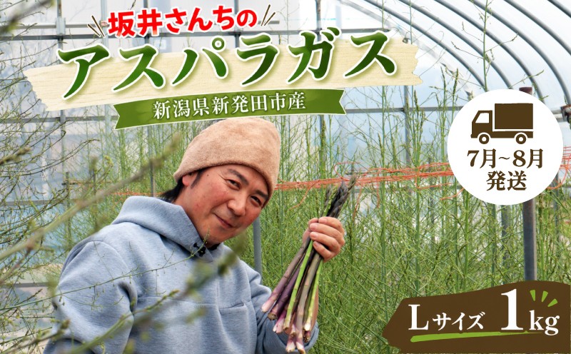 
                  【先行予約】 アスパラガス Lサイズ 1kg アスパラ 太い 新潟 新発田 朝採り 新鮮 野菜 アスパラガス 夏野菜 特産品 旬 肉 巻き 朝採れ 産地直送 農家 新潟県 新発田市 坂井ファームフーズ sakai001
                
