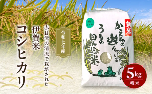 8月下旬出荷予定！ 赤目滝の清流で栽培された 令和7年産 伊賀米コシヒカリ 5kg 精米
