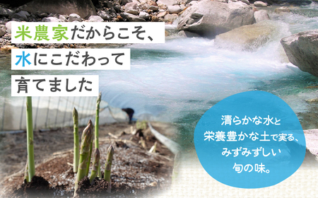 お米農家がつくったアスパラガス L~2L 500g 飛騨市 池本農園 アスパラガス