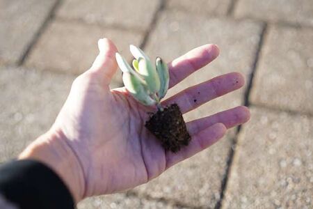 多肉植物 おまかせアソート 64苗セット_FC06 ※北海道・沖縄・離島への配送不可