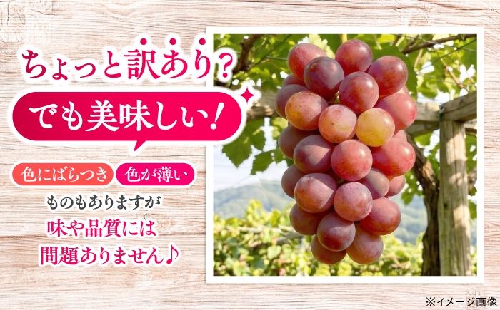 ぶどう ブドウ 葡萄 フルーツ 果物 デザート わけあり 甘い 大粒 スイーツ パック 家庭用 自宅用 安芸 広島県 三次市