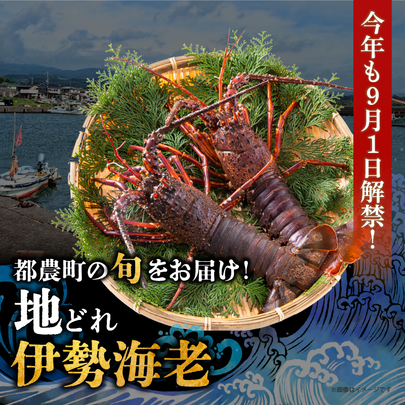 先行予約≪数量限定≫伊勢海老(計2kg)_T013-0025【えび 魚介 海鮮 国産 人気 ギフト おかず おつまみ 食品 海鮮 BBQ 贈り物 送料無料 プレゼント】