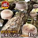 【ふるさと納税】2025年1月発送　希少！原木しいたけ「生椎茸」1kg