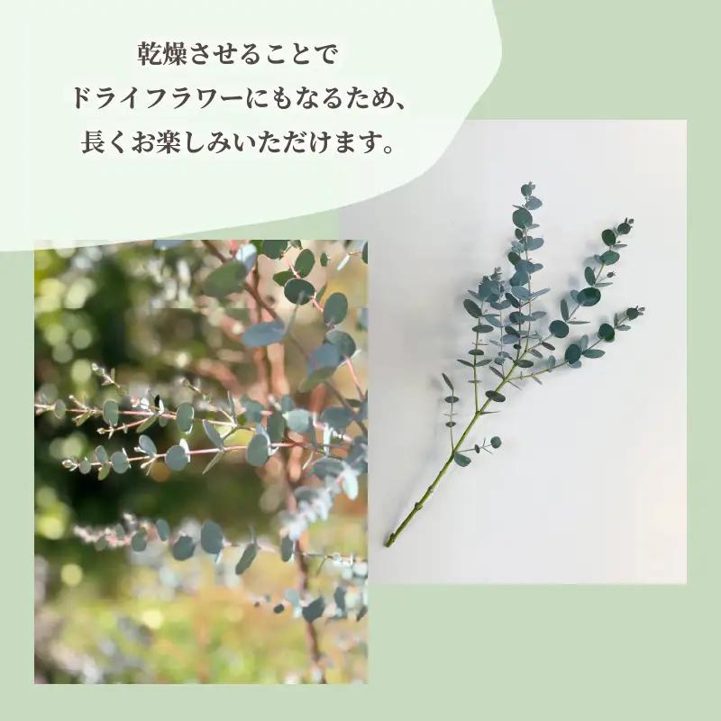 フレッシュ グニユーカリ / 約30cm 約50本 | 【2026年9月上旬頃より順次発送予定】ユーカリ ゆーかり 【KNN010】