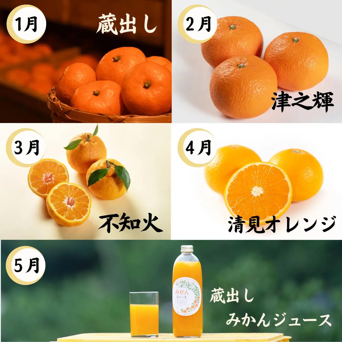【10回定期便】みかん 旬の柑橘 ミカン 蜜柑 柑橘 柑橘定期便 かんきつ 和歌山県 海南市
