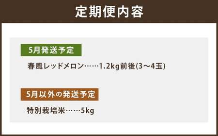 【6回定期便】つるたファームまるごと定期便 Red （特別栽培米 5kg・春風レッドメロン 1.2kg前後） メロン レッドメロン フルーツ くだもの 果物 お米 米 白米  精米 ヒノヒカリ ご飯