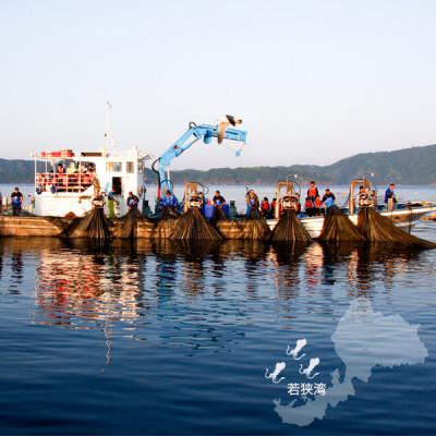 ふるさと納税 若狭町 若狭湾産 秋が旬の朝獲れアオリイカ3〜8杯(下処理なし) |  | 02