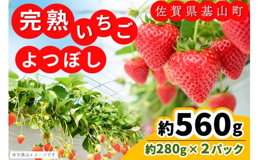 【先行受付 2026年1月より発送】【農場直送！】よつぼし(約280g×2P)【ふるさと納税 基山町産 いちご イチゴ 朝採れ 完熟果】K100001