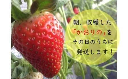 L-52 太良町産「かおりの」ソフトパック2P　生産者直送！朝採り苺！ 太良町 かおりの 国産 佐賀県産 太良町産 いちご 苺 イチゴ 甘い 約270g × 2パック 朝採り 果肉がジューシー 糖度高