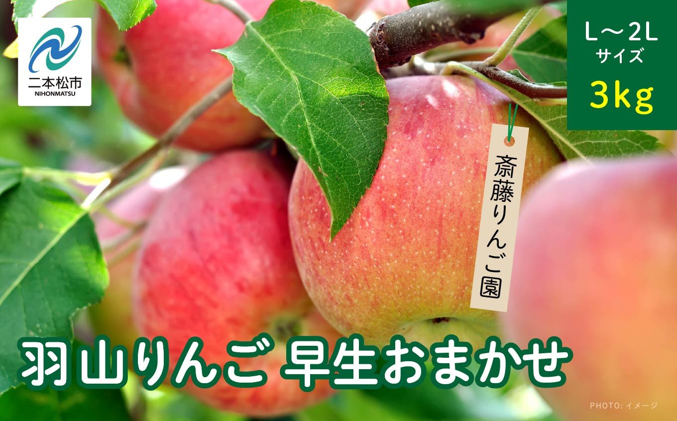 
            《2025年8月下旬以降順次発送》羽山のりんご　早生おまかせL〜2Lサイズ3kg りんご リンゴ 果物 フルーツ 羽山りんご 3kg 早生 人気 くだもの おすすめ お中元 お歳暮 ギフト 二本松市 ふくしま 福島県 送料無料【斎藤りんご園】
          