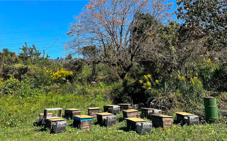 純粋ハチミツ ソヨゴ 500g×1 瑞浪市 / honey shop Bee farm asano 蜂蜜 はちみつ [AZBT011]