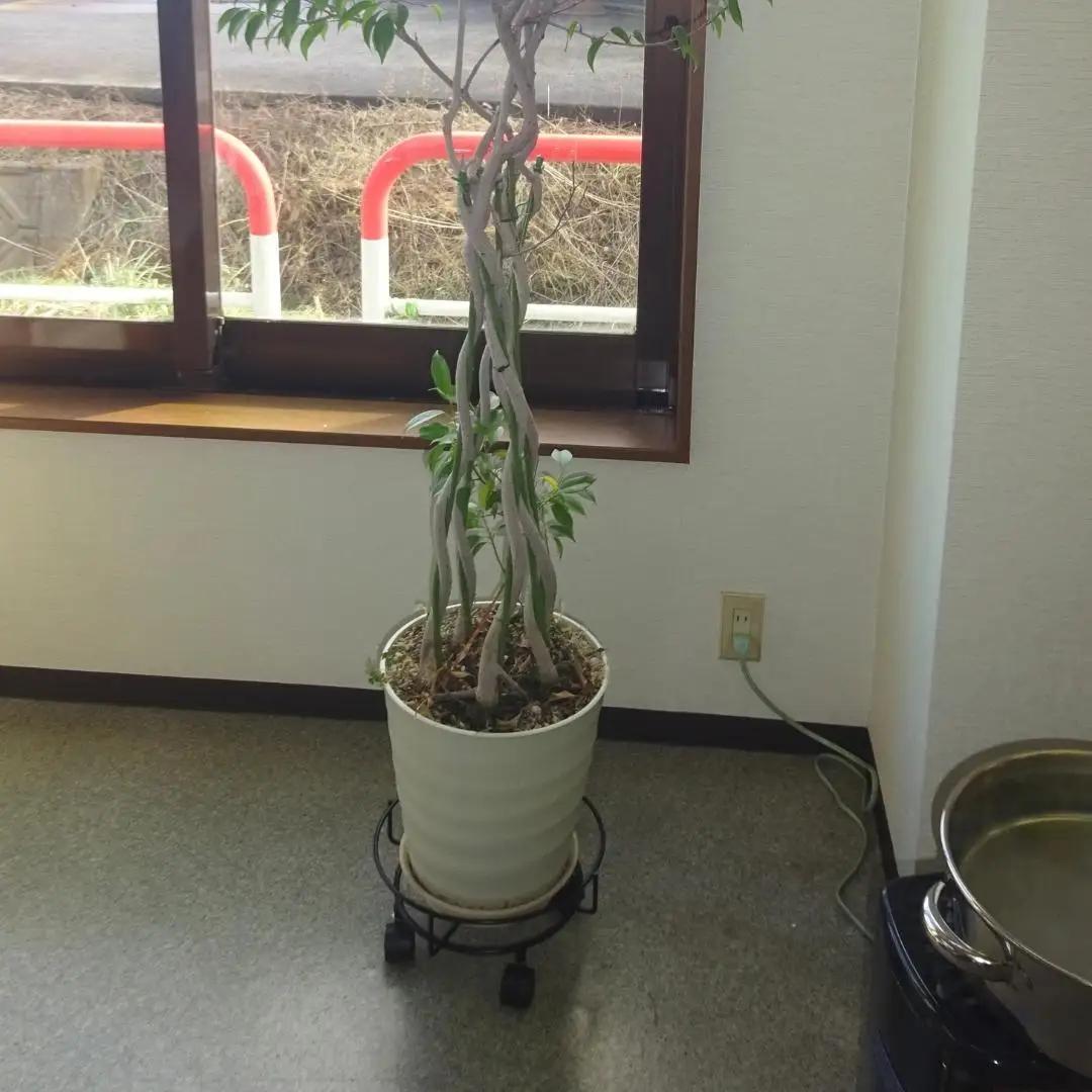 キャスター付鉢のせ台 M 植木鉢台 室内利用可 屋外 園芸用品  [株式会社オビタス] 【011S155】