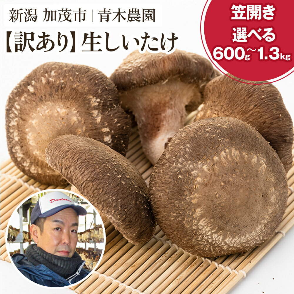 【ふるさと納税】【2025年先行予約】【訳あり】生しいたけ 笠開き 選べる内容量「約600g」or「約1.3kg」《10月中旬から順次発送》 品評会で金賞受賞！ きのこ 訳あり しいたけ 椎茸 特大 食べ応えある大きさ 肉厚で旨味たっぷり！ 加茂市 青木農園