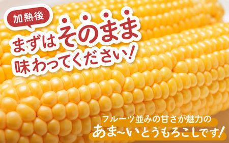 【先行予約】秋とうもろこし 5本 おおもの 黄色 朝採り ／ 期間限定 数量限定 ハウス栽培 産地直送 甘い スイートコーン とうもろこし 野菜 あわら ※2026年10月10日より順次発送 [aw0