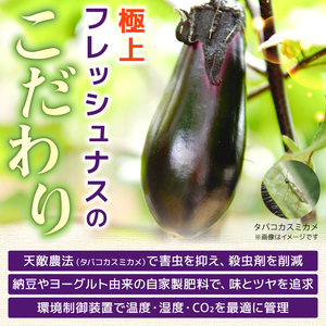 なす 約1kg 約10本 高知県安芸市｜ナス AR003