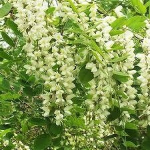 【遠野産 純粋 ハチミツ】アカシア 蜂蜜 250g × 3本 セット 国産 遠野産 非加熱 はちみつ【花兵養蜂農園】