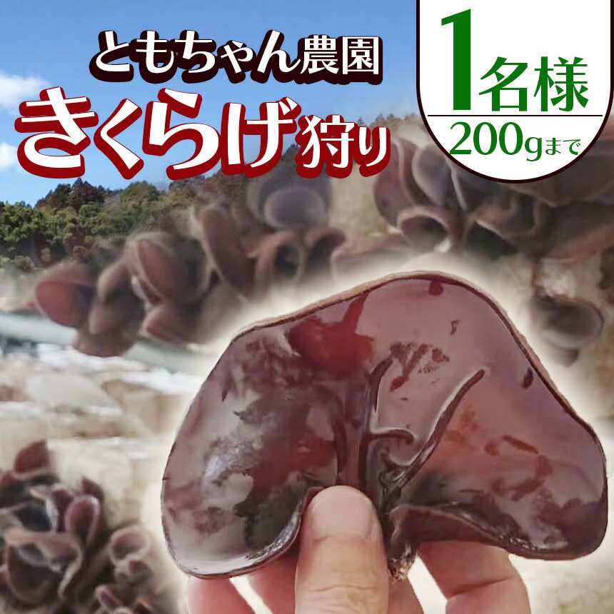 【ふるさと納税】きくらげ狩り1名様 ともちゃん農園 | きくらげ 体験 きくらげ狩り 持ち帰り可能 食物繊維 鉄分 カルシウム ビタミンD カリウム アミノ酸 低カロリー ダイエット中でも安心 高血圧予防 ふるさと 納税栃木県 那珂川町